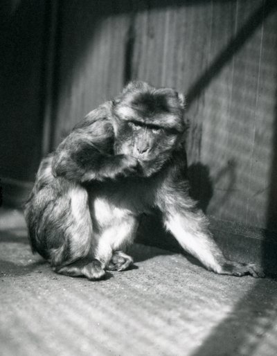 Ein Berberaffe im Londoner Zoo, März 1914 von Frederick William Bond